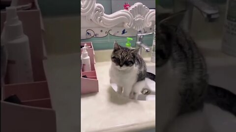 FUNNY CUTE KITTEN - Tiktok Compiled #Shorts