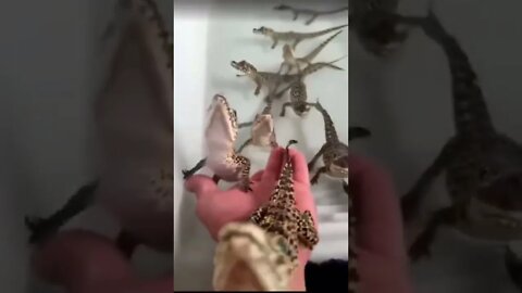 Hear the sounds of baby crocodiles