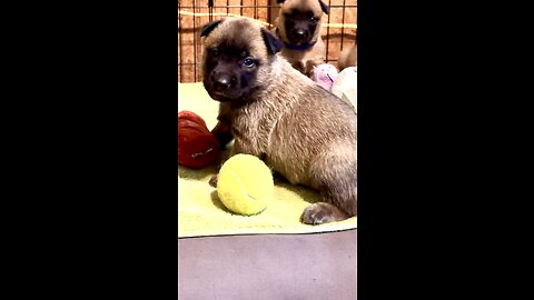 Belgian Malinois puppies play with their first toys at 3 weeks old.