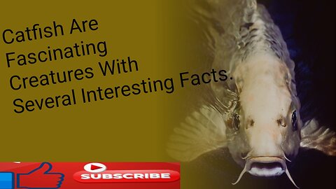 Catfish are fascinating creatures with several interesting facts.