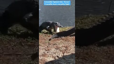 Crocodile highest bite force//Crocodile hunt crocodile fight #animalfacts #animal #crocodile #viral