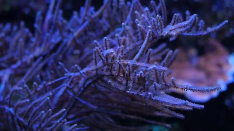 Denises pygmy seahorse looking around, Hippocampus denise. Beautiful ocean corals. Slow motion