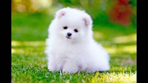 Mini Pomeranian | Funny and Cute Pomeranian Videos | Funny Puppy Videos