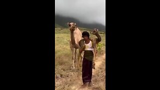 Saving camel baby