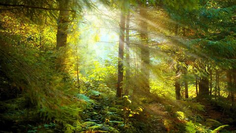 Soothing Celtic Music – Forest of Light | Beautiful, Peaceful, Relaxing ★270