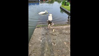 Swan watching