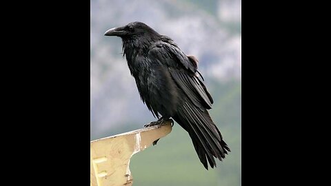 Some strange facts about crow life