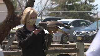 Bird migration forecast high in Boise this week