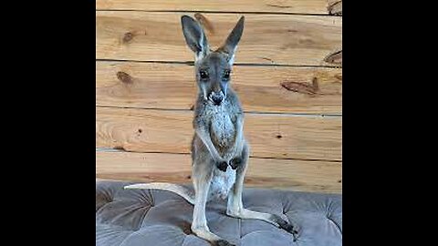 Very cute Baby Kangaroos CUTEST Compilation