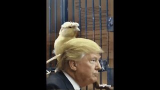 Donald Trump Turns Into A Bird Meme! 🐦