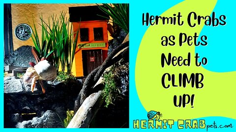 Hermit Crabs as Pets Need to CLIMB UP!