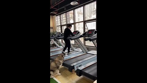 Cute dog on treadmill walking 🐶