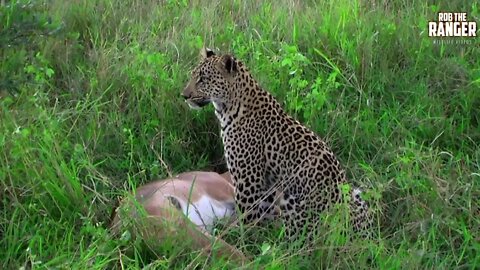 Leopard With Impala At Sunset | Archive Footage