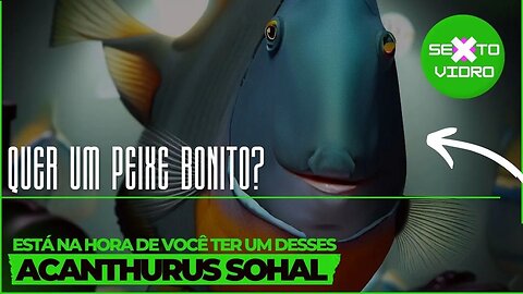 ACANTHURUS SOHAL: UM DOS CIRURGIÕES MAIS BONITOS DOS AQUÁRIOS MARINHOS