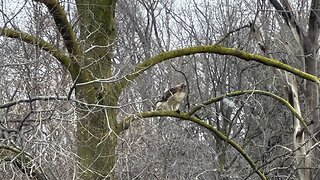 Red-Tailed Hawk having lunch