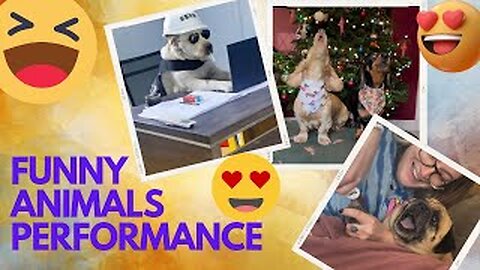 Funny Animals Performance