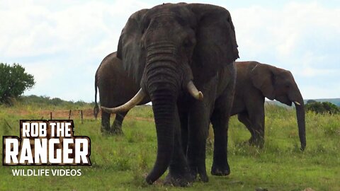 Elephant Herd Joined By A Musth Bull | Maasai Mara Safari | Zebra Plains