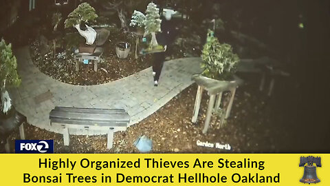 Highly Organized Thieves Are Stealing Bonsai Trees in Democrat Hellhole Oakland