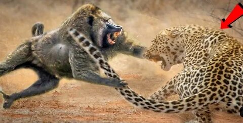Langur made a fierce attack on leopard