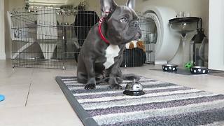 French Bulldog puppy displays vast array of dog tricks