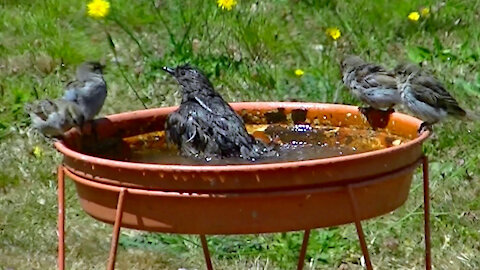 IECV NV #438 - 👀House Sparrows And Starlings Drinking And Taking Baths 🐤🐤🐤🐤7-24-2017