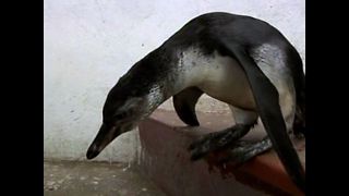 Lost Penguin Washes Up In Lima