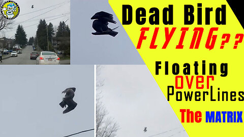 Unbelievable Footage: Dead Bird Defies Gravity and Floats in Mid-Air