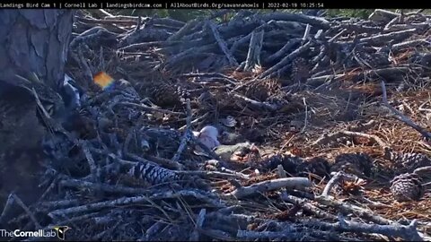 🥚 Owlet Revealed When Nest Gets Attacked 🦉2/19/22 10:25