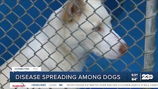 Disease spreading among dogs in Bakersfield