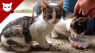 Stray Mother Cat and Kitten - part2 - First touch