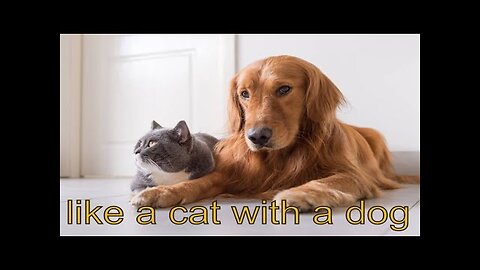 cat and dog friendship#dog #cats #funny #catsvideos #dogvideo #doglovers #catjokes #catvideo #4k