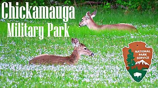 Chickamauga Military Park Wildlife