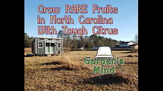 Growing Rare Cold Hardy Citrus in North Carolina with Tough Citrus