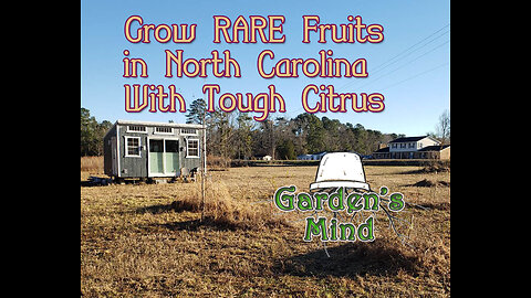 Growing Rare Cold Hardy Citrus in North Carolina with Tough Citrus