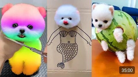 Funny pets 😂||funny moments pets||2023 new video #funnypets#funnymoment #viral