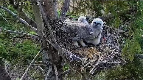 Ellis Farm-Mom Returns To Feed Owlets 🦉 5/26/22 21:20