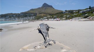 Clifton beaches open again after 9m humpback whale carcass washes ashore