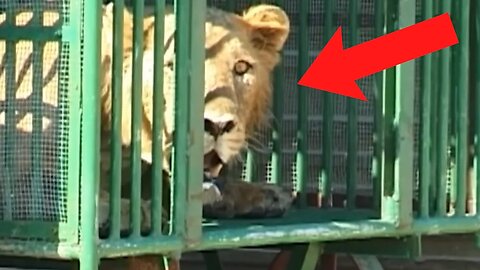 Animals Being FREED For The First Time - A Must Watch!