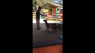 Beautiful goat learning tricks!