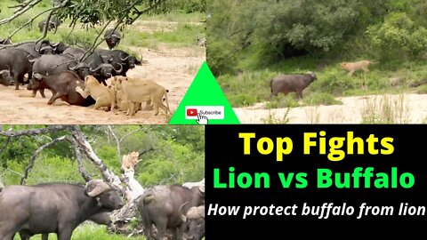 Top fight || Liones attack buffalo and how buffalos protect them self..@8K VIDEOS ULTRA HD