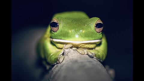 Your 5 Facts About The White-Lipped Tree Frog