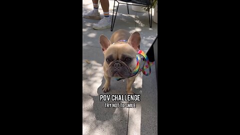 POV Challenge | Mochi The French Bulldog