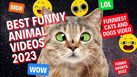 Best Funny Animal Videos 2023 - Funniest Cats And Dogs Video #funnypets #animals #shorts #funny
