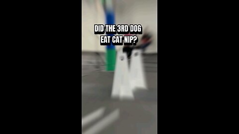 Did the 3rd dog eat cat nip? #dogs #dogsports #flyball