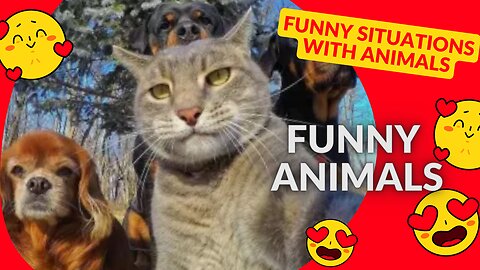 Funny situations with animals