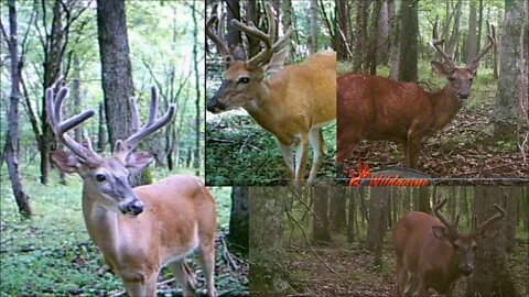 Kentucky Velvet Bucks. Trail cam updates from Kapper Outdoors farm