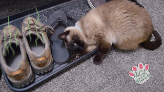 Cat loves stinky shoes