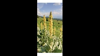 Mullein- The Breathe Easy Herb