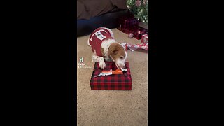 Gus loves unwrapping Christmas gifts