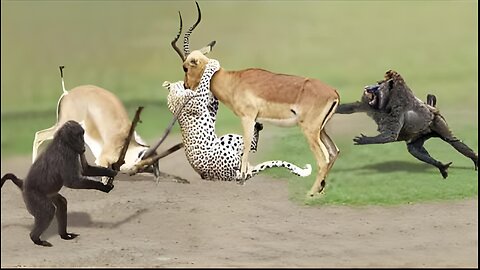 Amazing Baboon Save Impala From Leopard Jumps Tall Tree To Ambush 😍